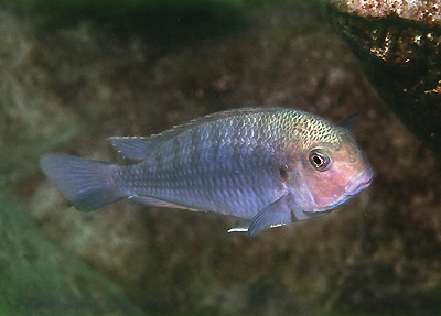 Pseudosimochromis curvifrons 'Isanga Bay'